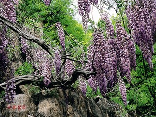 口南山旅游区_烟台龙口南山旅游区门票价格_