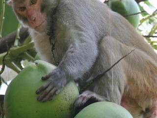 灵猴摘椰