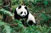 成都-九寨四飞5日自助游