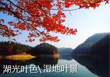 湖光叶色/湿地叶景
