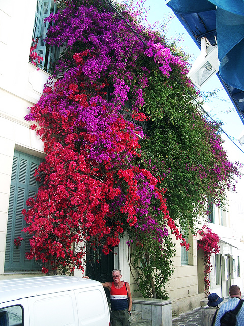 【图】米克诺斯岛_攻略_介绍_门票价格_希腊