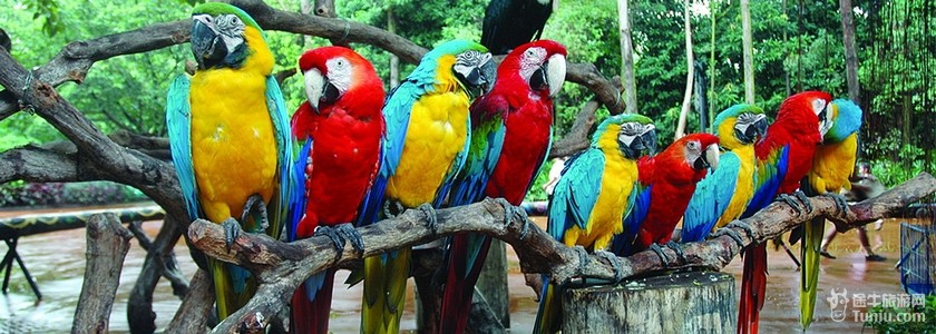 【图】香江野生动物世界_攻略_介绍_门票价格_长隆旅游_途牛