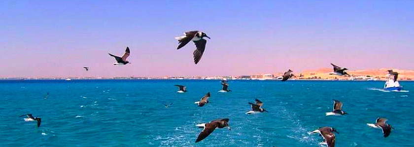 埃及红海_埃及旅游景点_途牛旅游网