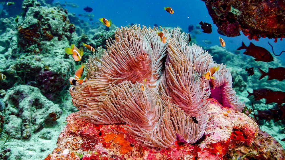 Grade-A Snorkeling & Diving - pic 9