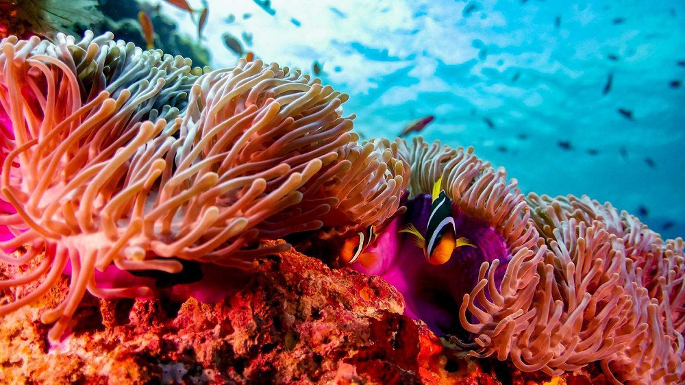 Grade-A Snorkeling & Diving - pic 7