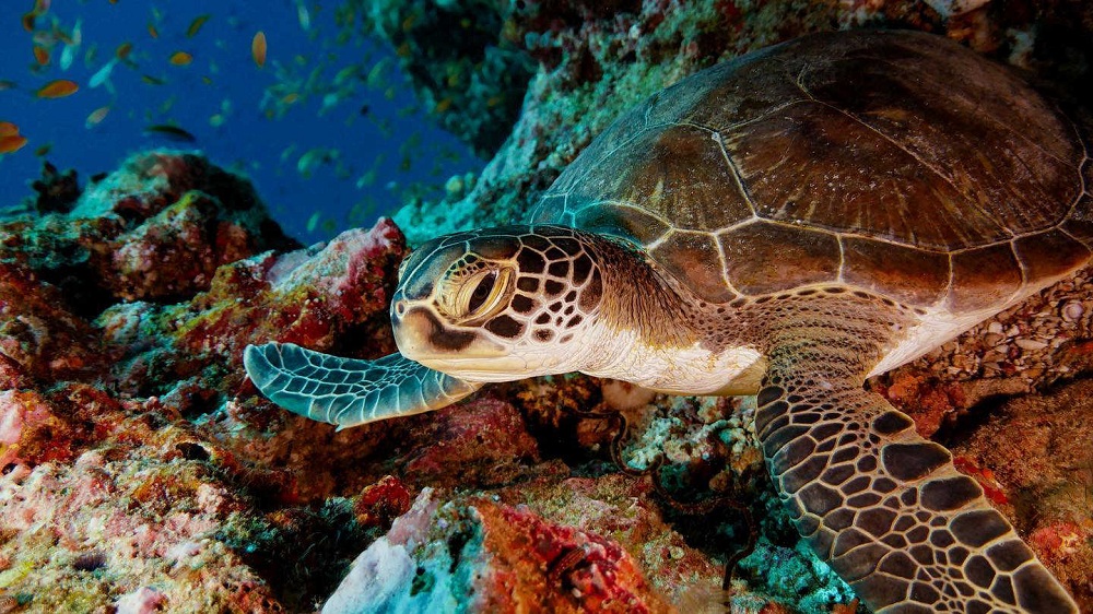 Grade-A Snorkeling & Diving - pic 8