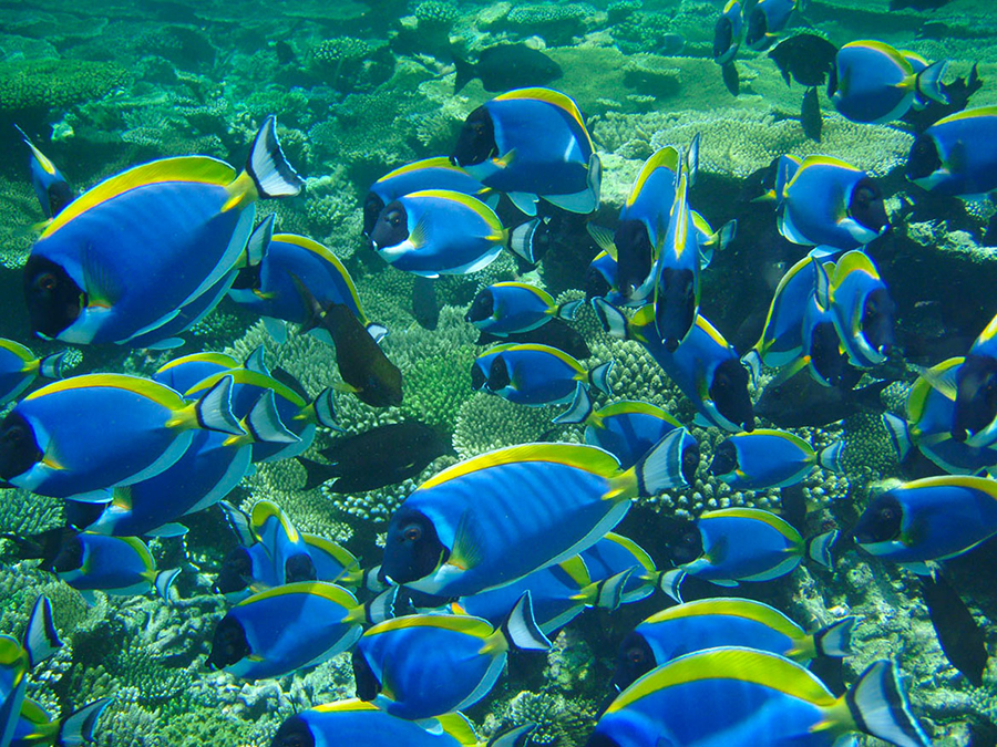 Diving & Water Sports - pic 7