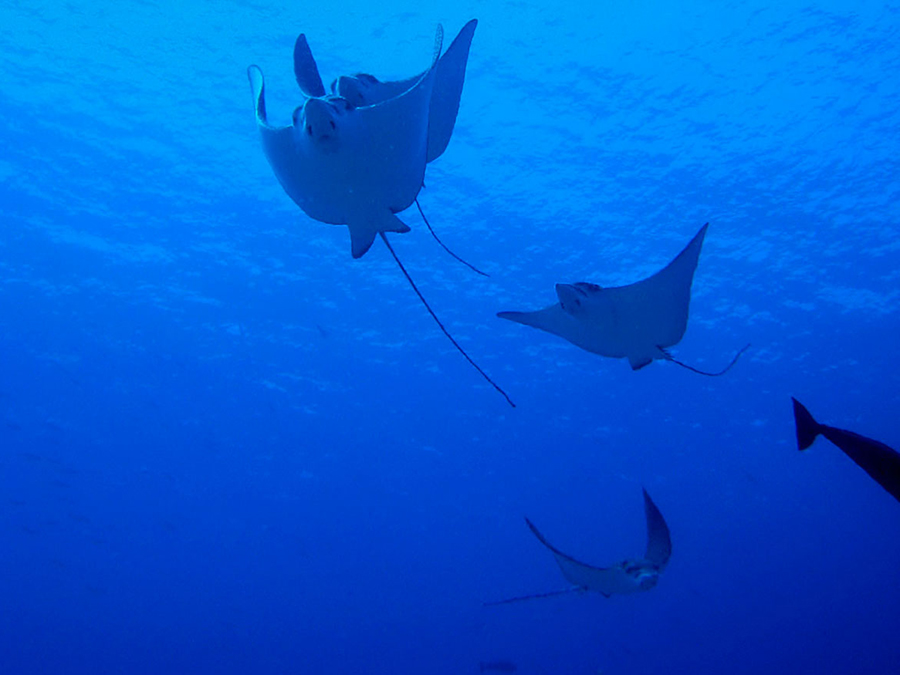 Diving & Water Sports - pic 6
