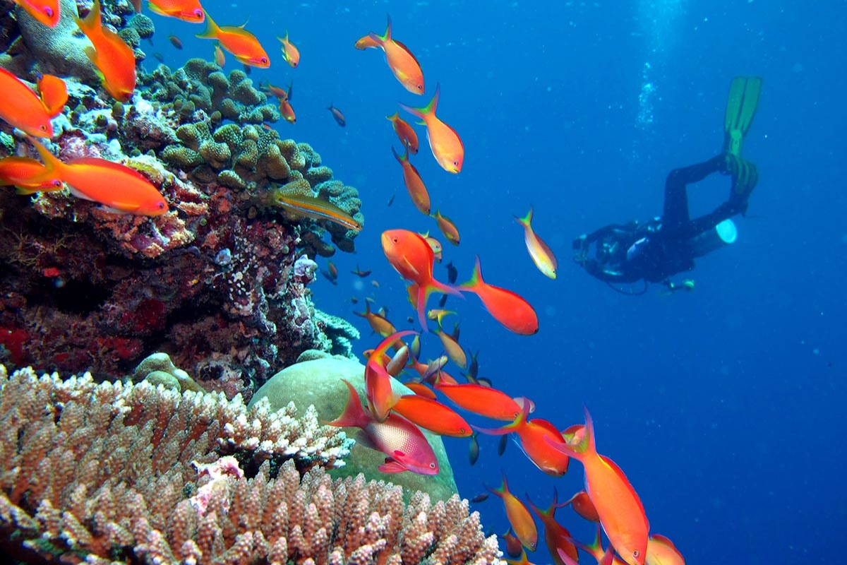 Diving & Water Sports - pic 6