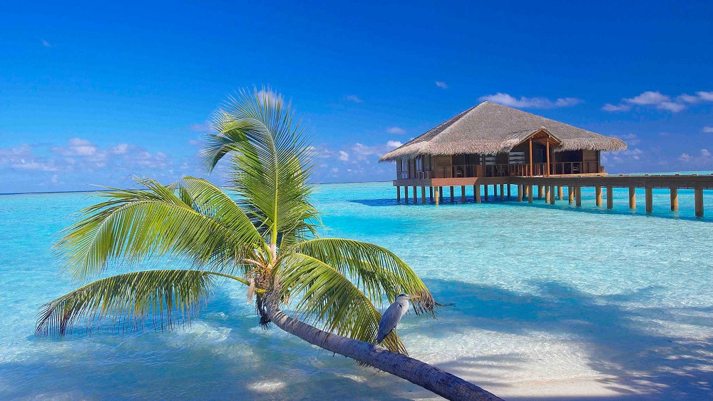 Medhufushi Island Resort - 图片 4