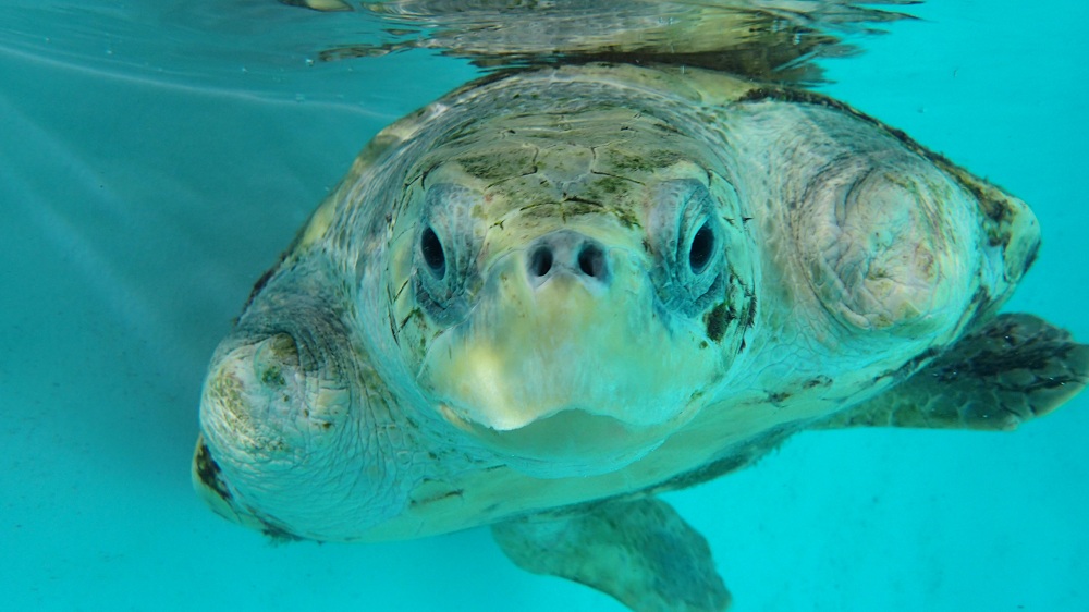 Marine Conservation Centre - pic 5