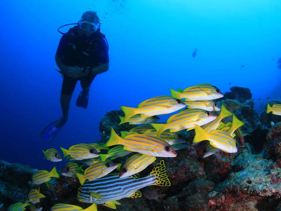 Diving & Water Sports ダイビング＆ウォータースポーツ - pic 2